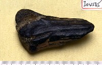 藏品(鹿角基部)的圖片